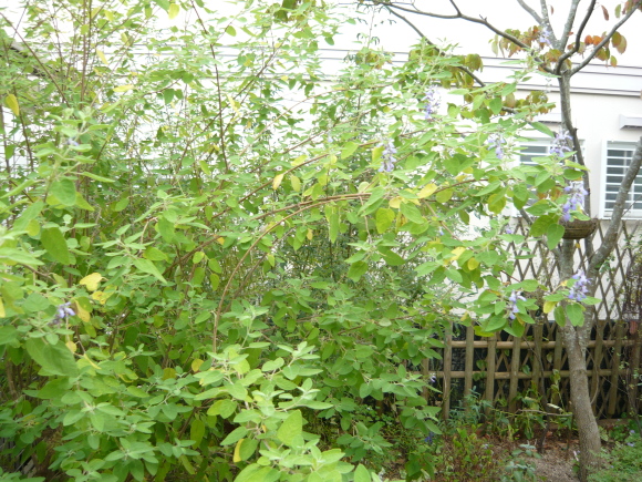a0139007_09203586.jpg