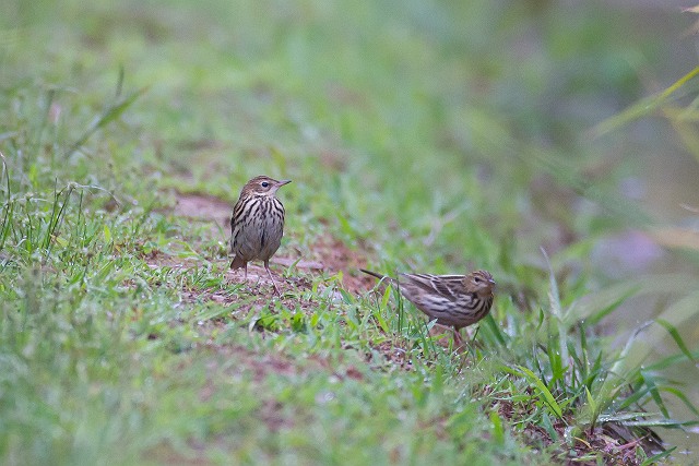 9/18　小雨のなかで早朝鳥見　小茂田　（9/19記）_a0080832_22315082.jpg