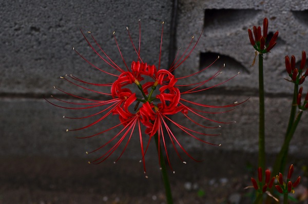 曼珠沙華_b0172633_12522572.jpg