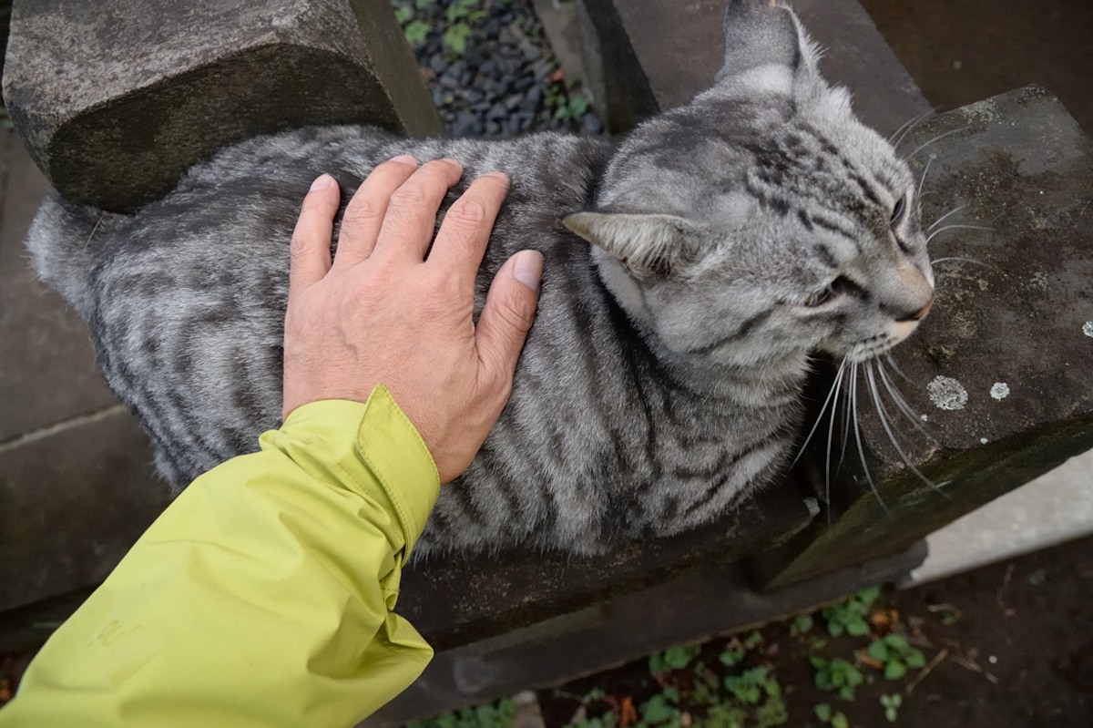 0907─金子クンとアメショー風（どちらも巨大猫）_e0293448_0155988.jpg