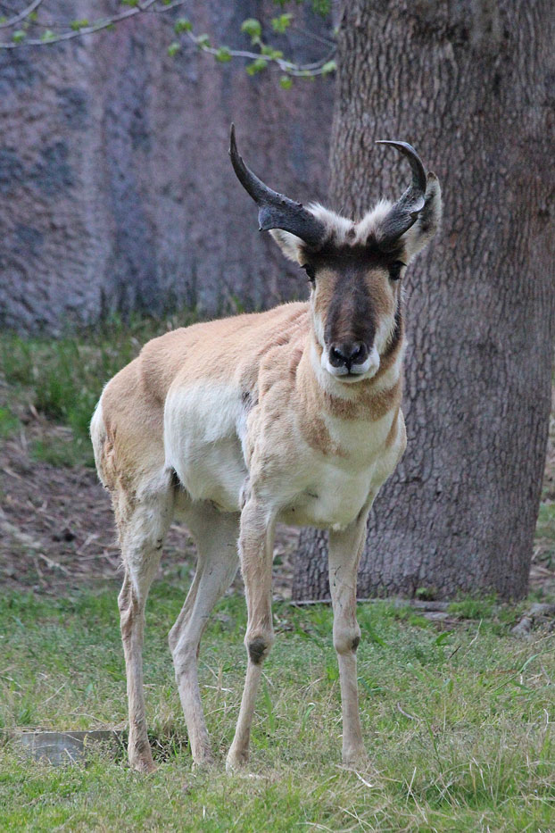 金沢動物園～ロッキーマウンテン_e0294253_12395359.jpg