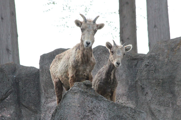 金沢動物園～ロッキーマウンテン_e0294253_12564620.jpg