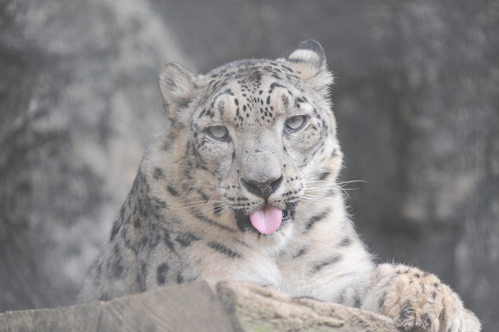 ユキヒョウ「ヴァルデマール」 おっ散歩!