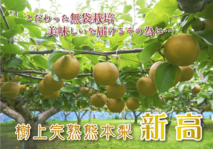 熊本梨 ジャンボ梨『新高』 樹上完熟で本日初出荷しました!!_a0254656_16334440.jpg