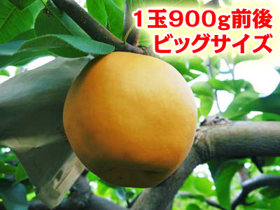 熊本梨 ジャンボ梨『新高』 樹上完熟で本日初出荷しました!!_a0254656_1833466.jpg