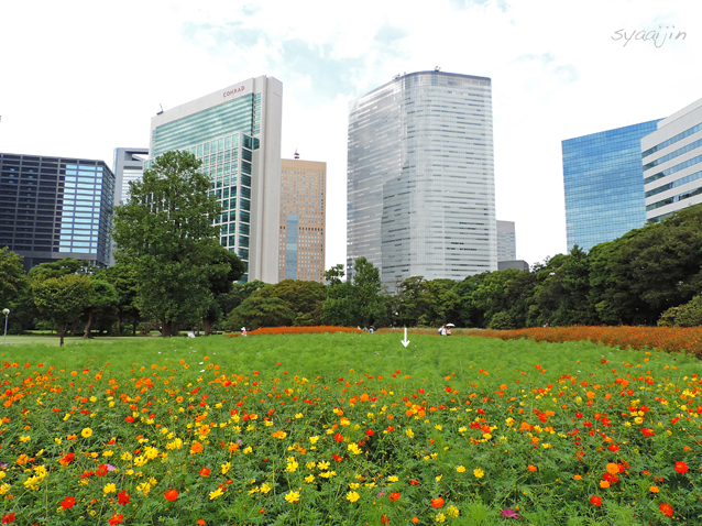 ビル群に囲まれた花畑 『浜離宮恩賜庭園』_d0251161_1621623.jpg