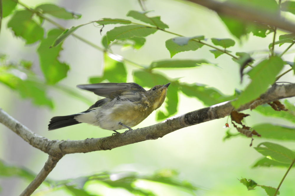 オオルリ 幼鳥_f0053272_1514128.jpg