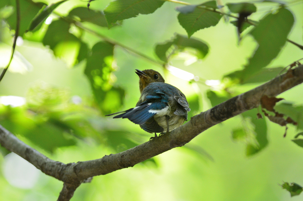 オオルリ 幼鳥_f0053272_151983.jpg