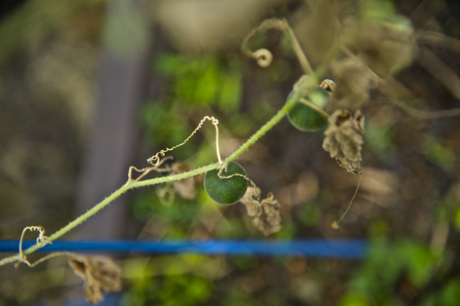 萬葉植物園に入ってみる_c0108673_22544596.jpg