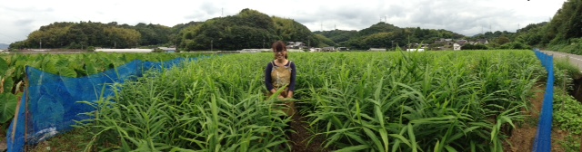 経堂は、しょうがの美味しい街になります。_f0053279_1114854.jpg