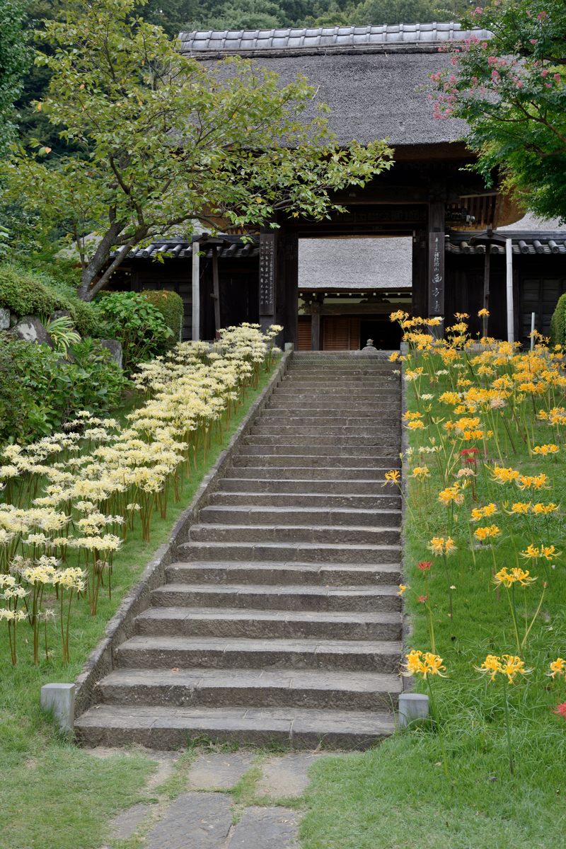 西方寺 彼岸花_a0144081_18390519.jpg