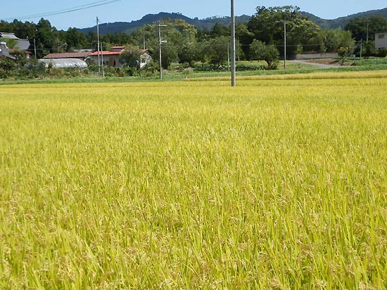 9月19日の田んぼ(上目黒小・枝野小)_d0247484_13372686.jpg