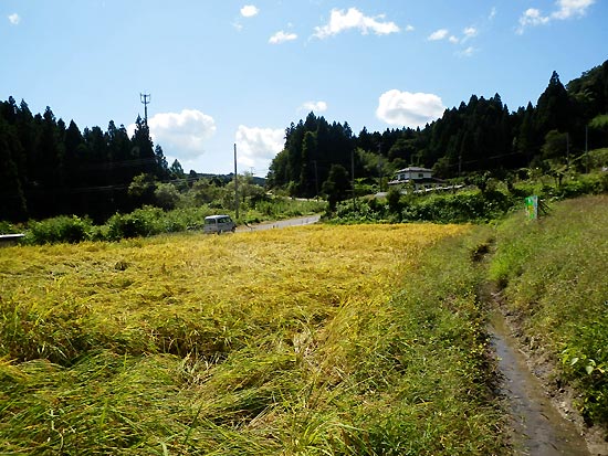 9月19日の田んぼ(月光原小・西根小)_d0247484_14462768.jpg