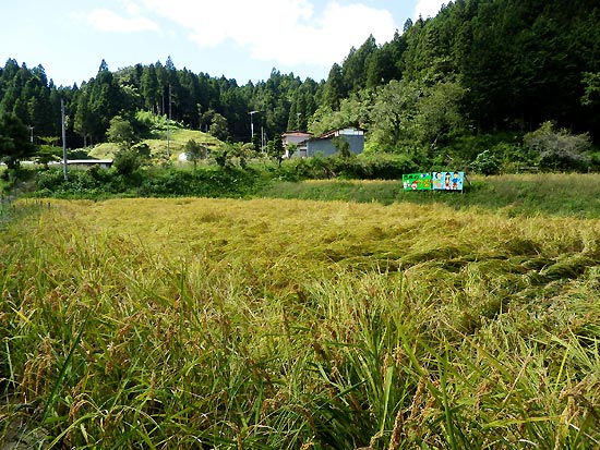 9月19日の田んぼ(月光原小・西根小)_d0247484_14464741.jpg