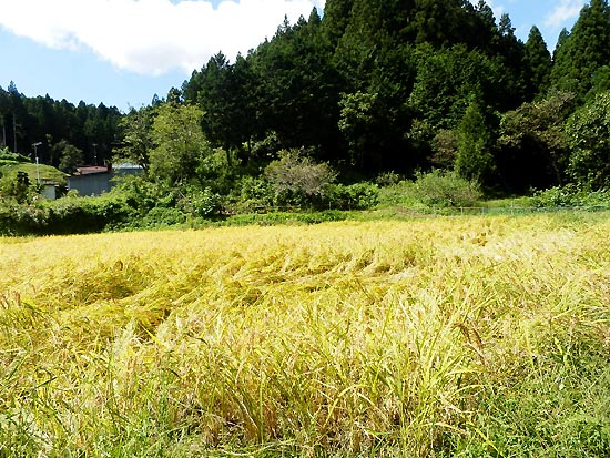 9月19日の田んぼ(月光原小・西根小)_d0247484_1447401.jpg