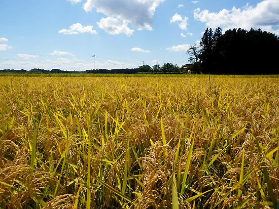 9月19日の田んぼ(目黒角田絆交流田)_d0247484_15393142.jpg