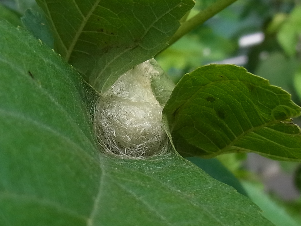 クワコの繭じゃないかと 写ればおっけー コンデジで虫写真 クワコの繭じゃないかと 写ればおっけー コンデジで虫写真