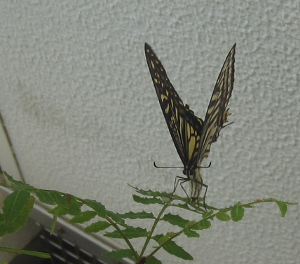 f0234590_835432.png