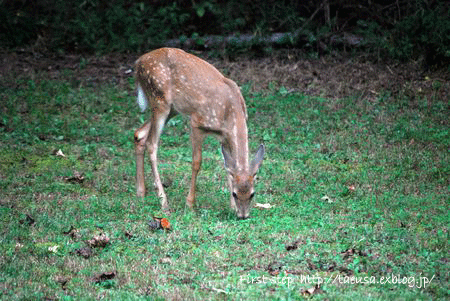 b0148991_20285539.gif