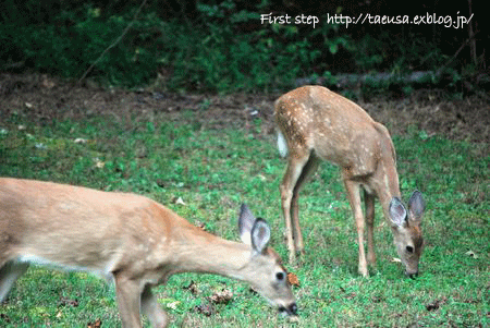 b0148991_2029947.gif