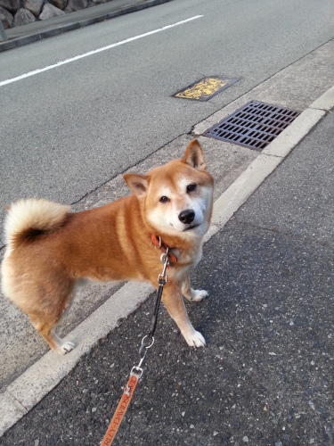 芝犬、大吉君とそのファミリー、リンちゃんとミカン♡_b0321595_16221090.jpg