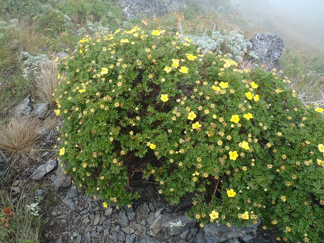 南アルプス 北岳へ~ 山よりグルメの珍道中!(下山~宴会)_c0147398_1336979.jpg