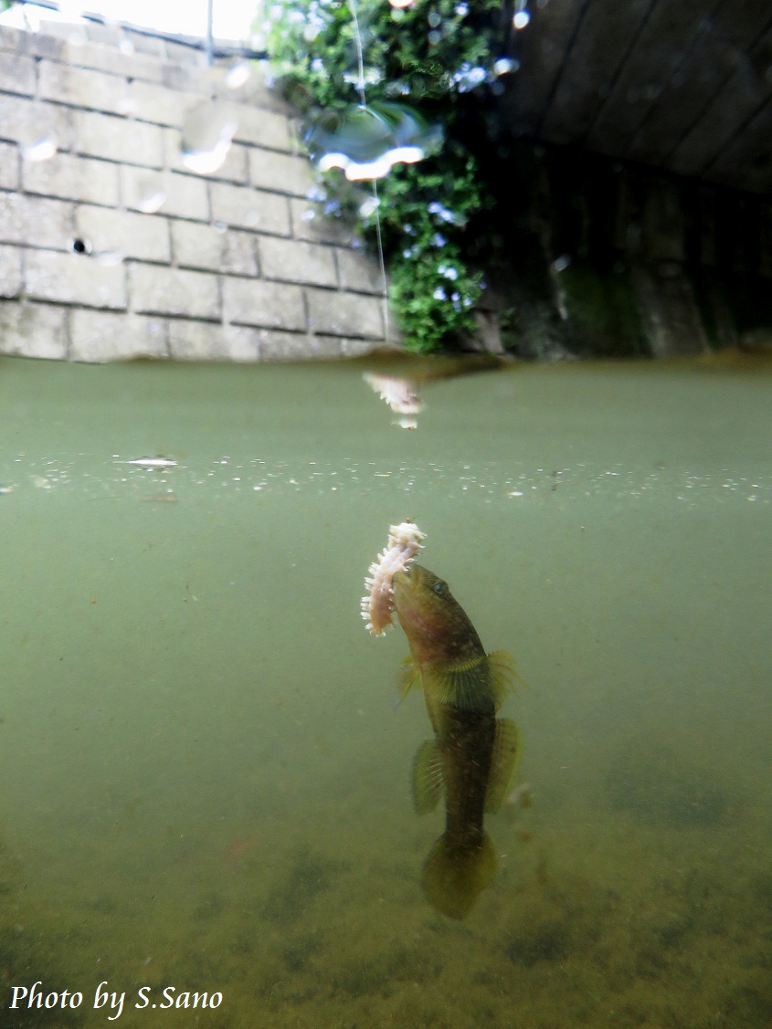 金沢区の風物詩 侍従川のハゼ釣り 海を歩くゲンゴロウ
