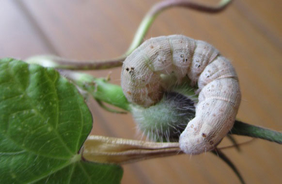 アサガオの種にアタマを突っ込んで一心不乱に食餌をしているイモムシ 昆虫ブログ むし探検広場