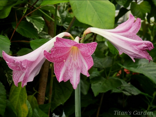 Hippeastrum reticulatum var. striatifolium_b0099813_014719.jpg