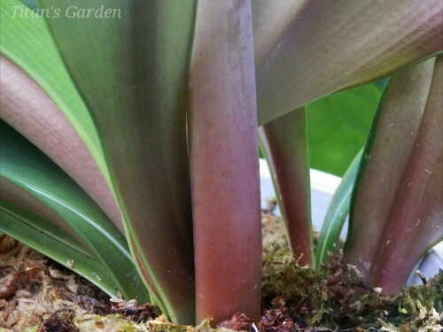 Hippeastrum reticulatum var. striatifolium_b0099813_014735.jpg