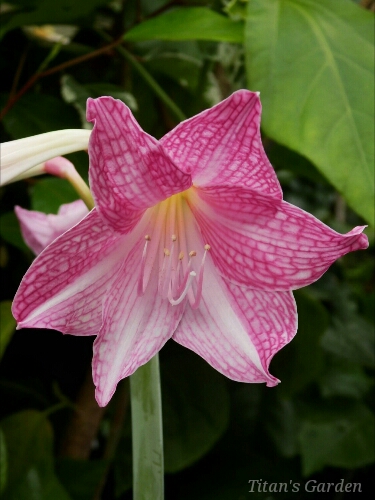 Hippeastrum reticulatum var. striatifolium_b0099813_014740.jpg