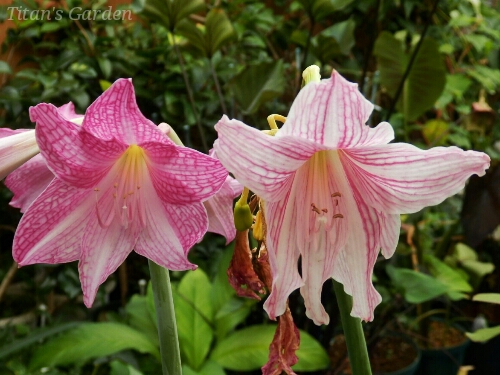 Hippeastrum reticulatum var. striatifolium_b0099813_014745.jpg