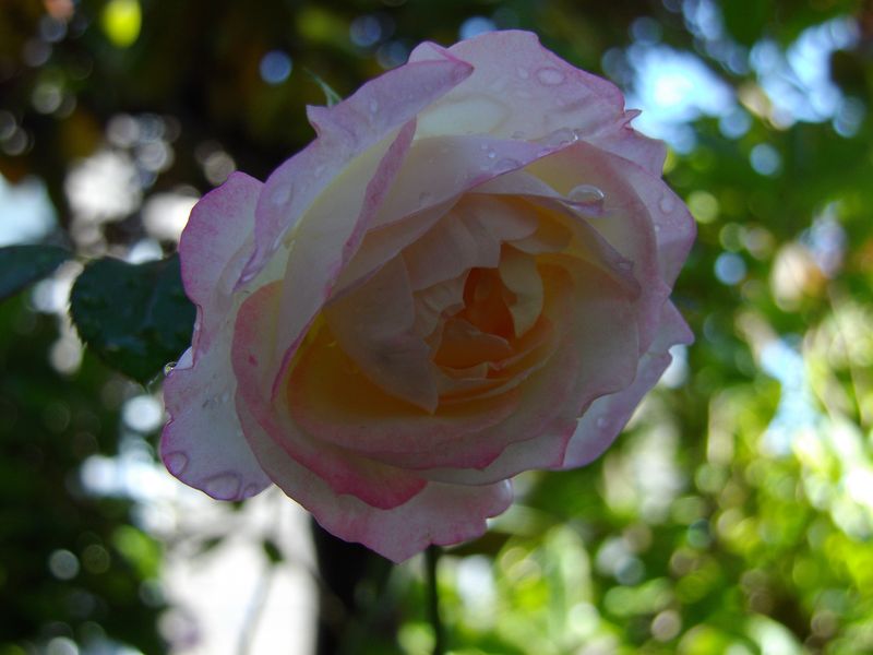 雨上がりの土曜日、夜はモエレ沼芸術花火大会2014_c0025115_21181242.jpg