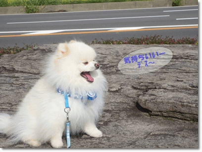 b0167519_23591181.gif