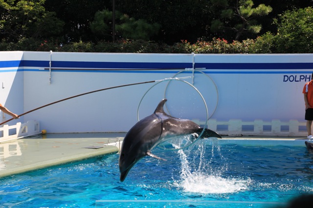 【しながわ水族館】イルカショー_f0348831_21332300.jpg