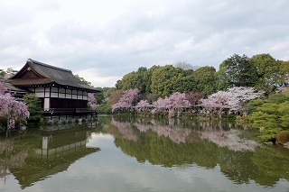 平安神宮　神苑無料公開_c0303233_9514219.jpg