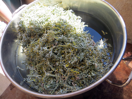 草花で黄色に彩り染め上げる、草花染めロンドンへ_f0234936_84860.jpg