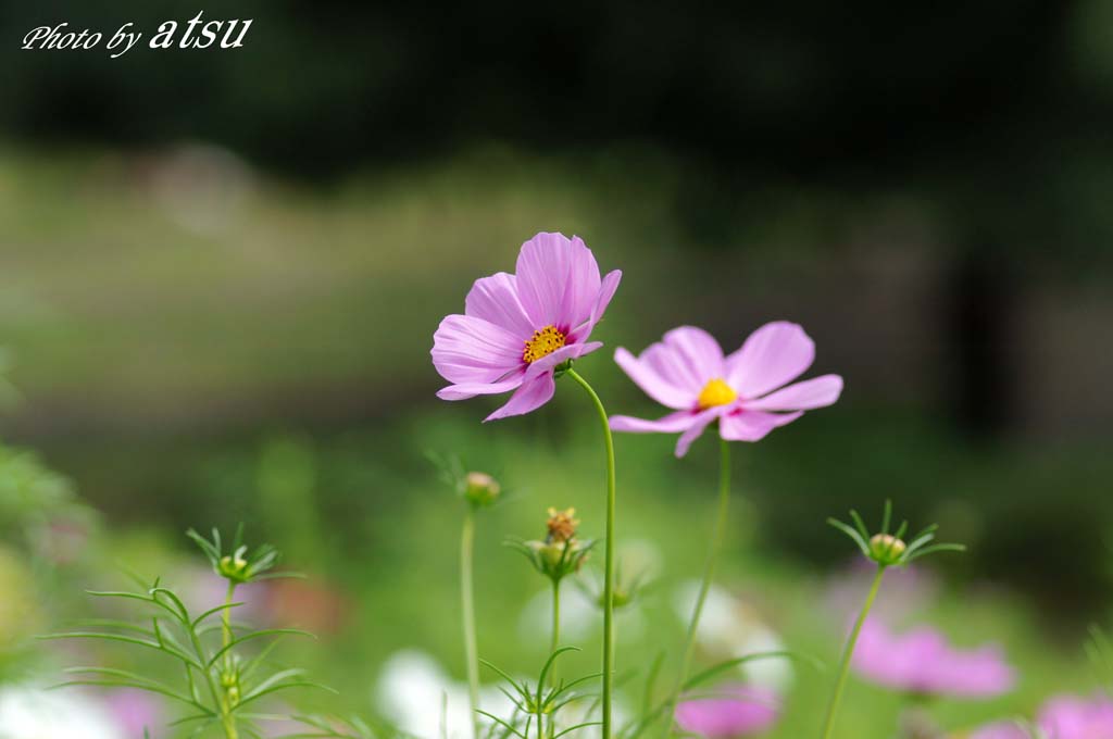 野原の花たち 2 新 トラちゃん ちー 明日葉 観察日記 野原の花たち 2 新 トラちゃん ちー 明日葉 観察日記
