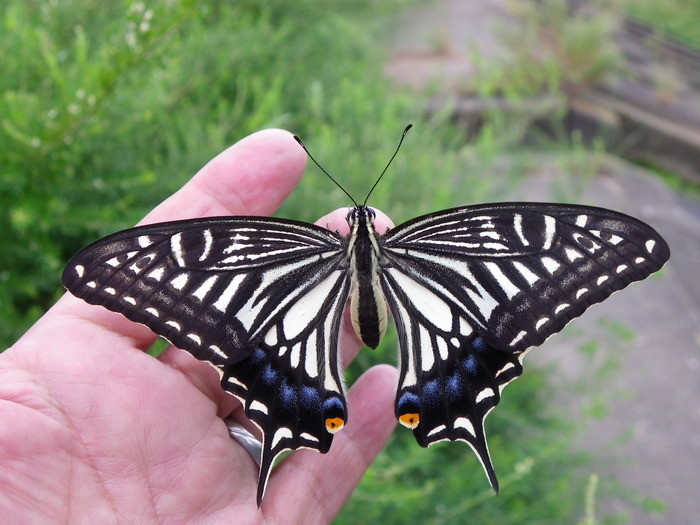 アゲハと矢勝川の彼岸花_d0254540_13102253.jpg