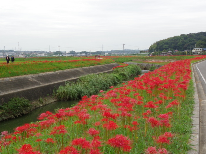 アゲハと矢勝川の彼岸花_d0254540_13155843.jpg