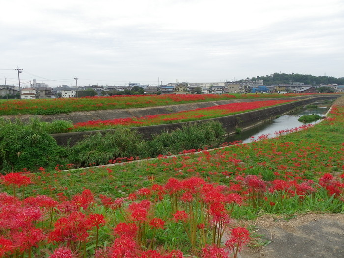 アゲハと矢勝川の彼岸花_d0254540_13165174.jpg