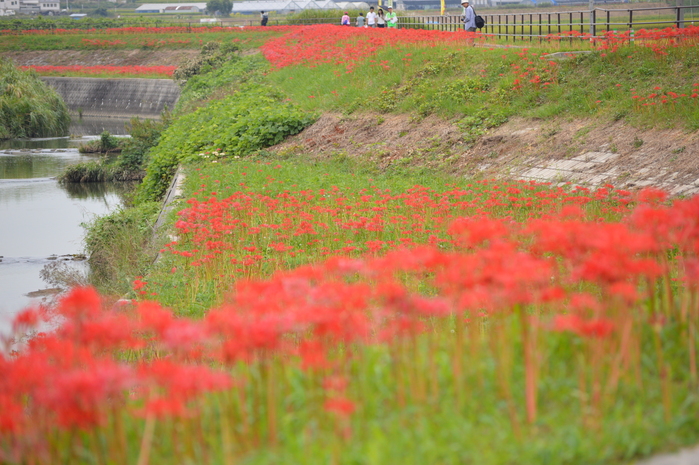 アゲハと矢勝川の彼岸花_d0254540_1317237.jpg