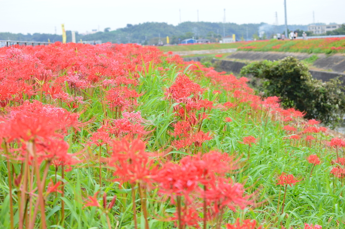 アゲハと矢勝川の彼岸花_d0254540_13174778.jpg