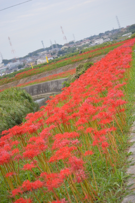 アゲハと矢勝川の彼岸花_d0254540_1318992.jpg