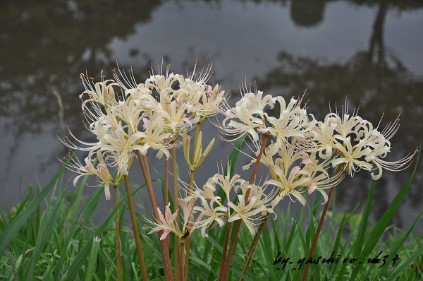 彼岸花　(曼珠沙華)_b0343543_21103713.jpg