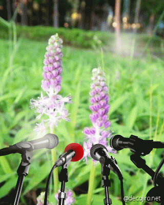 f0031546_20402381.gif