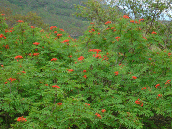 a0044453_2305255.gif