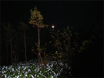 a0044453_23145842.gif
