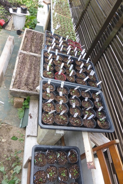 次は 9センチポットへ植えかえです 花 花 種を播こう