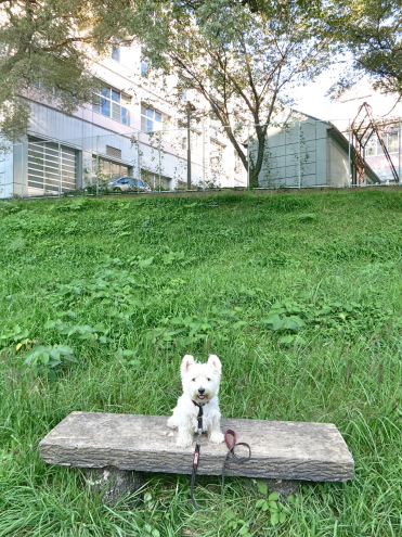 よそんちの垣根かぼちゃ_c0260460_09303959.jpg